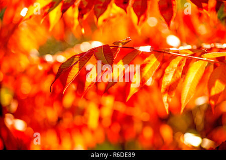 Frêne Arbre avec feuilles peintes d'automne Banque D'Images