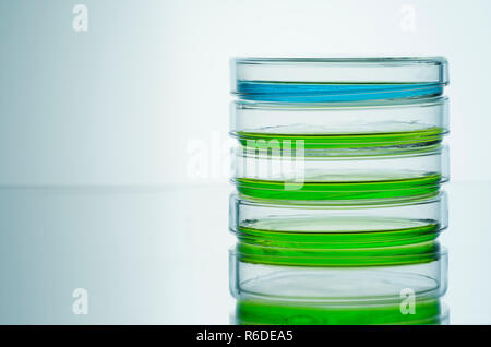 Le bleu et le vert des liquides dans des boîtes de pétri, fond uni Banque D'Images