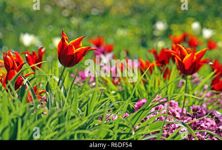 Lily-flowered tulip tulipa reine de Saba Banque D'Images