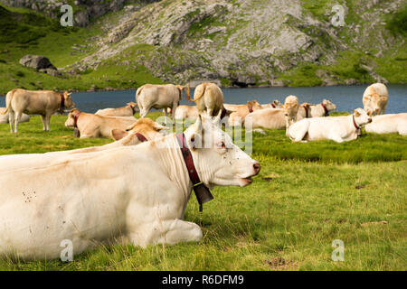 Troupeau de vaches dans les alpages Banque D'Images