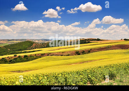 Paysage typique avec Ferme Blanche tournesols et d'oliviers près de Arcos de la Frontera Andalousie Espagne Banque D'Images