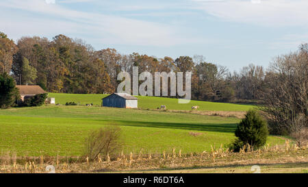 Chevaux standing in field à côté de vieille grange avec la forêt en arrière-plan Banque D'Images