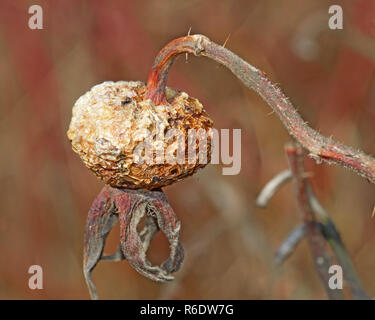 Des roses anciennes, à partir de la hanche l'année dernière.old rose hip à partir de l'an dernier.Le fruit est sec et a un aspect froissé. Banque D'Images