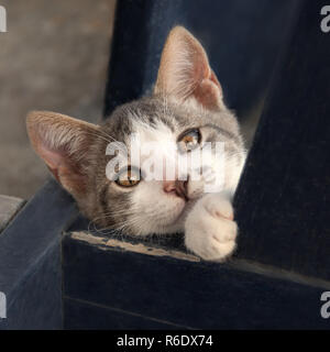 Ludique heureux bicolor chaton à la recherche avec des yeux indiscrets, cat woman, Cyclades, Mer Égée, Grèce Banque D'Images