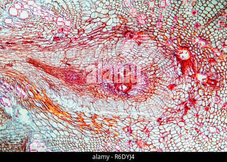 La carotte à l'échelle 100x Banque D'Images