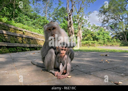 Famille de singes adultes et bébé (Macaca fascicularis) près de Pura Dalem Agung Padangtegal Temple dans la forêt des singes sacrés Ubud Bali Indonésie Banque D'Images