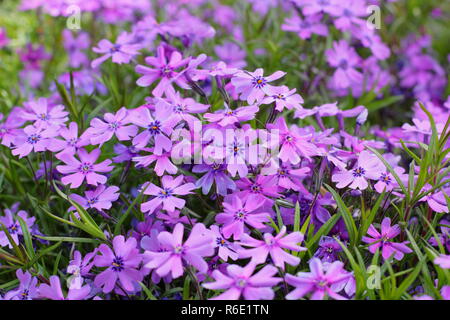 Phlox douglasii 'Boothman's variety' en fleur dans un jardin de printemps, UK Banque D'Images