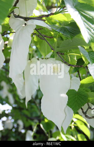 Davidia involucrata. Les fleurs de l'arbre, le mouchoir ou ghost tree, au printemps, UK Banque D'Images