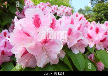 Rhododendron 'Mrs Furnivall'. Fleurs de Printemps de Rhododendron 'Mrs Furnivall', Mai, UK Banque D'Images