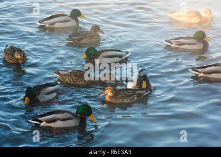 Nager dans le lac Canard Banque D'Images