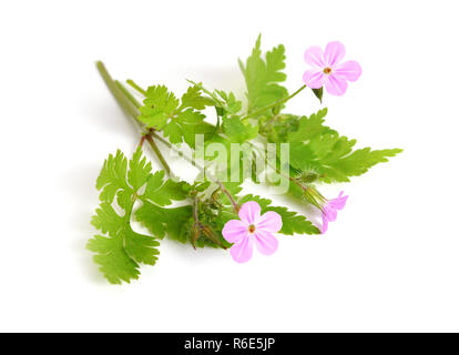 Geranium robertianum, Robertiella robertiana, communément appelé Herb-Robert, Red Robin, la mort venir rapidement, Storksbill, Colombier, pied, pied-de-biche ou Banque D'Images