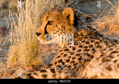 Le Guépard (Acinonyx jubatus) dans la réserve privée Okonjima en Namibie Banque D'Images