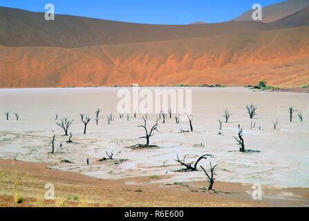 Arbre mort au Dead Vlei, Sossusvlei, Parc National Namib Naukluft, Namibie Banque D'Images