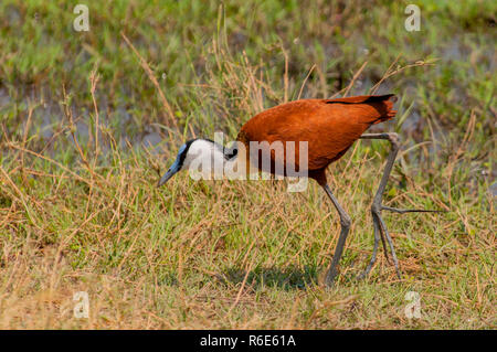 Jacana à poitrine dorée Actophilornis africanus (Afrique) Marcher dans l'herbe dans la zone marécageuse Moremi National Park, Botswana, Africa Banque D'Images