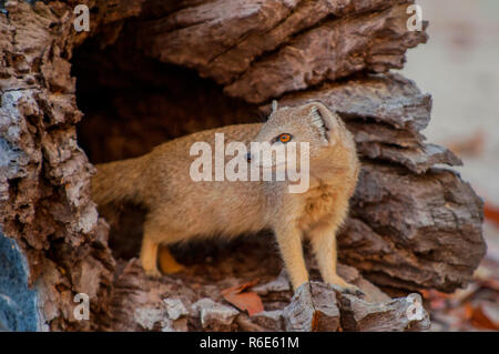 La Mangouste jaune (Cynictis Penicillata), parfois appelé le Meerkat rouge, est un membre de la famille des mangoustes vit en rase campagne, à partir de S Banque D'Images