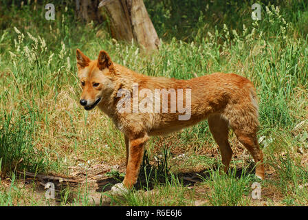 Le Dingo (Canis lupus dingo ou Canis Dingo) est un type de chien sauvage originaire de l'Australie Banque D'Images