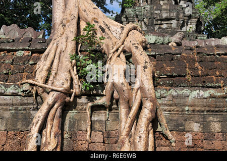 Arbre généalogique Jungle couvrant les pierres du Temple de Ta Prohm à Angkor Wat, Siem Reap, Cambodge Banque D'Images