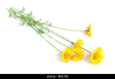 L'ACPT tinctoria, le golden marguerite jaune, camomille, ou oxeye camomille. Isolées. Banque D'Images