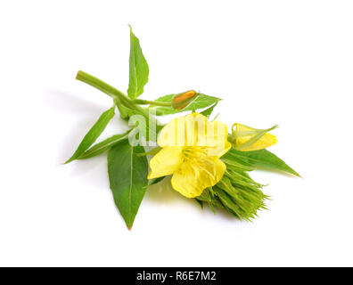 Oenothera. Noms communs : l'onagre, suncups, et sundrops. Isolées. Banque D'Images
