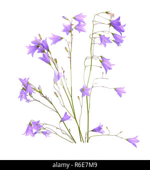 Bellflower, Campanula, fleurs en forme de cloche ou 'little bell'. Isolé sur blanc. Banque D'Images