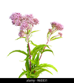 Eupatorium. La plupart sont communément appelé bonesets thoroughworts snakeroots, ou. Banque D'Images