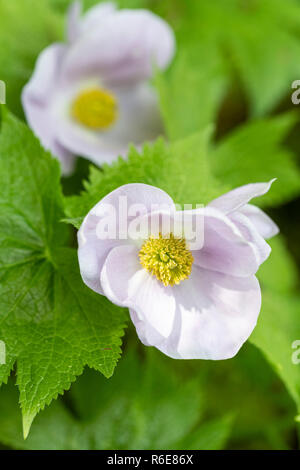 Japanischer Waldmohn Banque D'Images