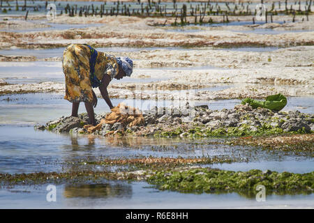 Mgawi Village Zanzibar, Tanzanie, Afrique 08.23.2017 , Les femmes cultivent l'algue, sur la plage pendant la marée basse . Banque D'Images