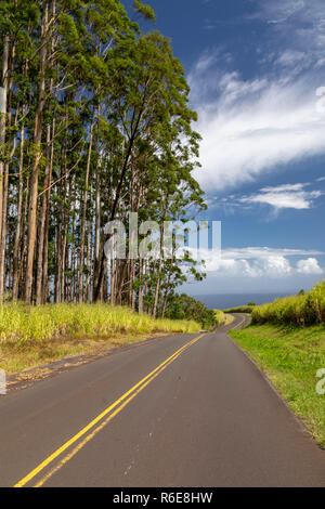 Pa'auilo, Hawaii - eucalyptus line un chemin rural au-dessus de l'océan Pacifique. Des milliers d'hectares d'eucalyptus ont été plantés après th Banque D'Images