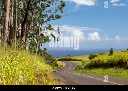 Pa'auilo, Hawaii - eucalyptus line un chemin rural au-dessus de l'océan Pacifique. Des milliers d'hectares d'eucalyptus ont été plantés après th Banque D'Images