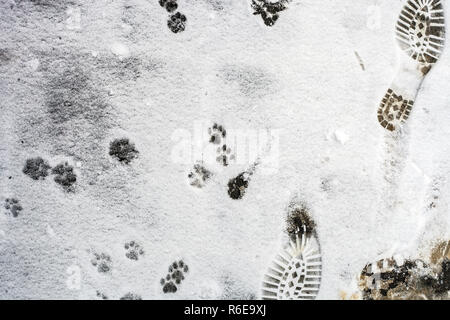 Et les empreintes de chat sur la neige blanche, vue du dessus Banque D'Images