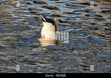 Canard colvert mâle plongée drake pour l'alimentation dans des vagues de vent sur le lac Banque D'Images