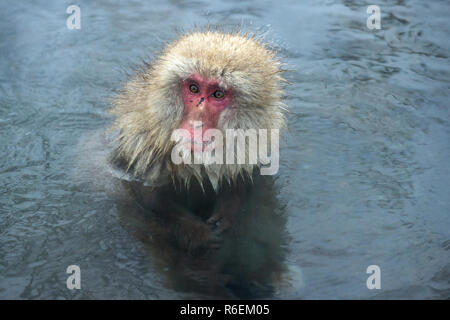 Snow monkey. Le macaque japonais ( Nom scientifique : Macaca fuscata), également connu sous le nom de snow monkey. Banque D'Images