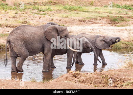 Les éléphants dans la rivière Tarangire Banque D'Images