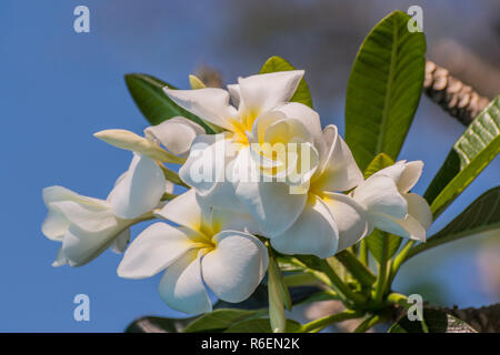 Fleurs blanches sur un frangipanier, Plumeria blanc, une plante tropicale, Thaïlande Banque D'Images