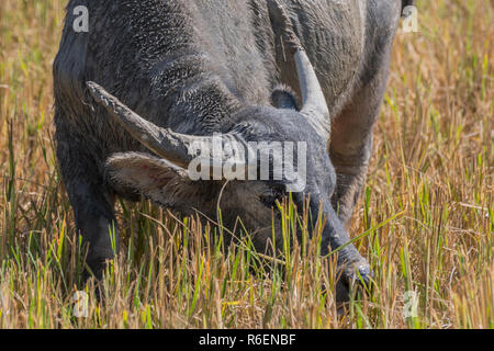 Buffle d'Asie, Wild Water Buffalo, Carabao (Bubalus bubalis, Bubalus arnee), dans la région de Vang Vieng, Laos Banque D'Images