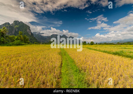 Champ de riz entouré par des formations rocheuses à Vang Vieng, Laos Vang Vieng est une destination populaire pour le tourisme d'aventure dans un paysage karstique calcaire Banque D'Images