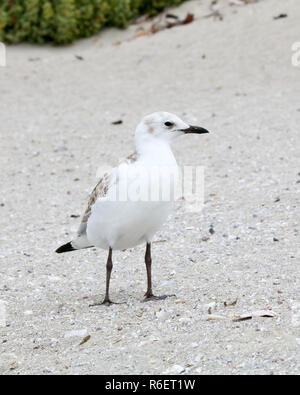 Mouette argentée bébé sur le littoral de l'Île Penguin, Rockingham, l'ouest de l'Australie Banque D'Images