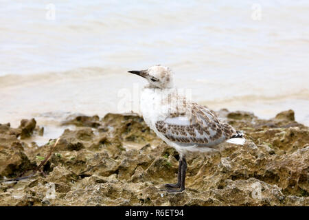 Mouette argentée bébé sur le littoral de l'Île Penguin, Rockingham, l'ouest de l'Australie Banque D'Images