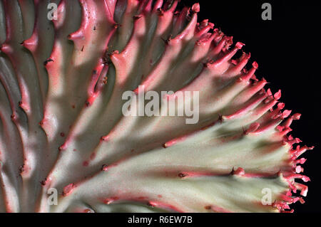 Cactus corail Banque D'Images