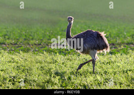 Nandou d'Amérique sauvage ou nandu (Rhea americana) marche sur un champ dans le Mecklembourg-Poméranie-Occidentale, Allemagne. Au cours de l'année 2000, un petit groupe o Banque D'Images