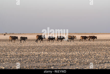 Troupeau de bovins sur Makgadikgadi Pan Pan, Nwetwe au Botswana. Banque D'Images