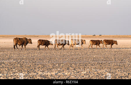 Troupeau de bovins sur Makgadikgadi Pan Pan, Nwetwe au Botswana. Banque D'Images