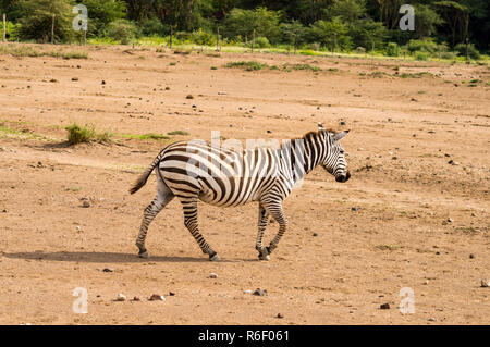 Zebra isolés gambader dans la savane du Parc d'Amboseli au Kenya Banque D'Images