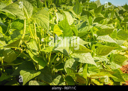 Les semis de haricots verts bio dans un champ Banque D'Images