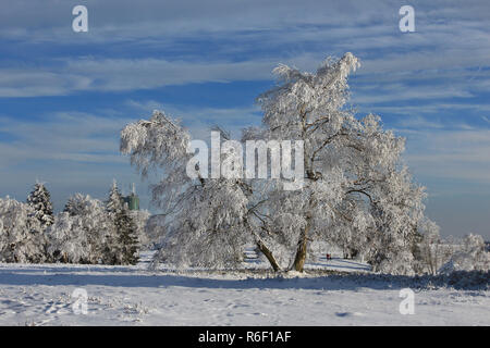 Bouleau couverte de neige sur le Kahler Asten dans le parc naturel de rothaargebirge-sauerland en face de bleu ciel d'hiver dans l'hochheide Banque D'Images