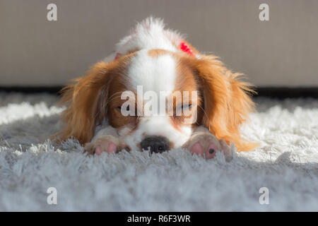 Une belle vue d'un petit chiot Cavalier blenheim prendre du repos sur un shaggy tapis gris Banque D'Images