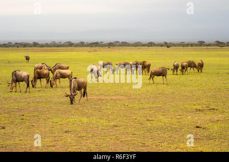 Le pâturage des troupeaux de gnous dans la savane d'Amboseli au Kenya Banque D'Images