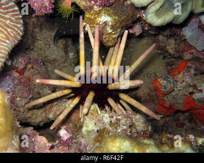 Phyllacanthus imperialis oursin lance Banque D'Images