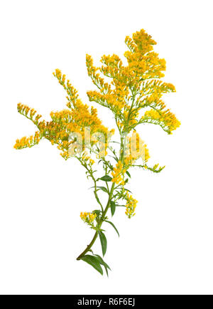 Solidago, communément appelés des verges. Isolées. Banque D'Images