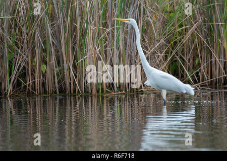 Grande aigrette (Casmerodius albus), la fin de l'été, MN, USA, par Dominique Braud/Dembinsky Assoc Photo Banque D'Images